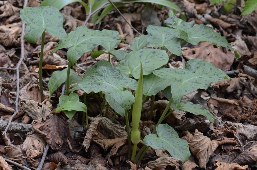 Arum maculatum / Gigaro scuro